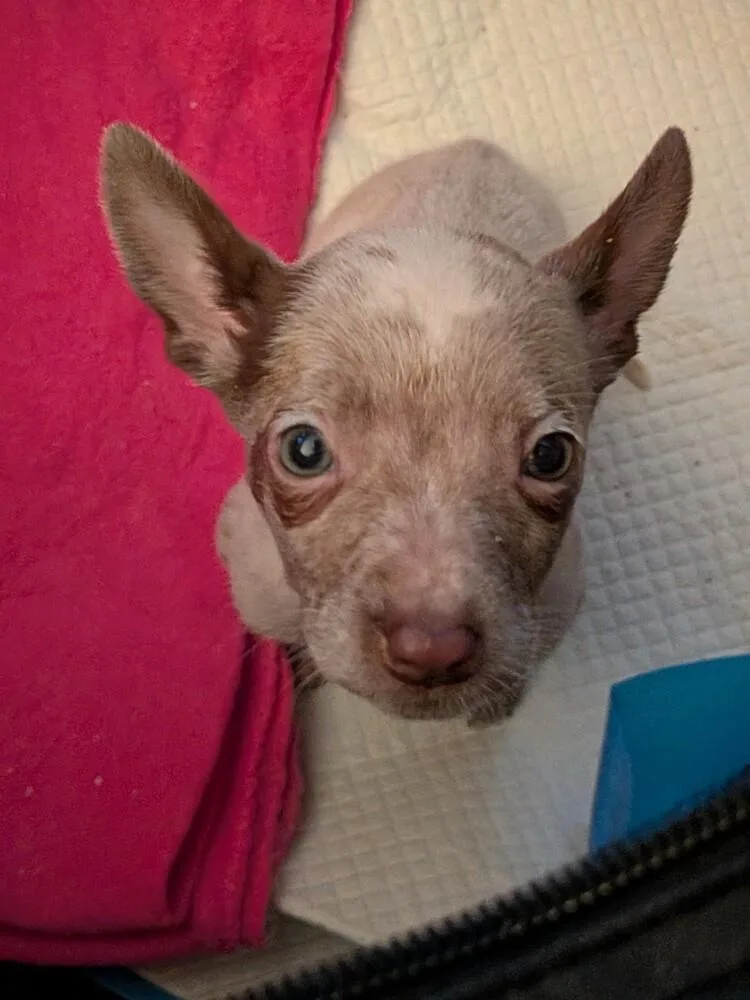 Lady Danbury thumbnail 4