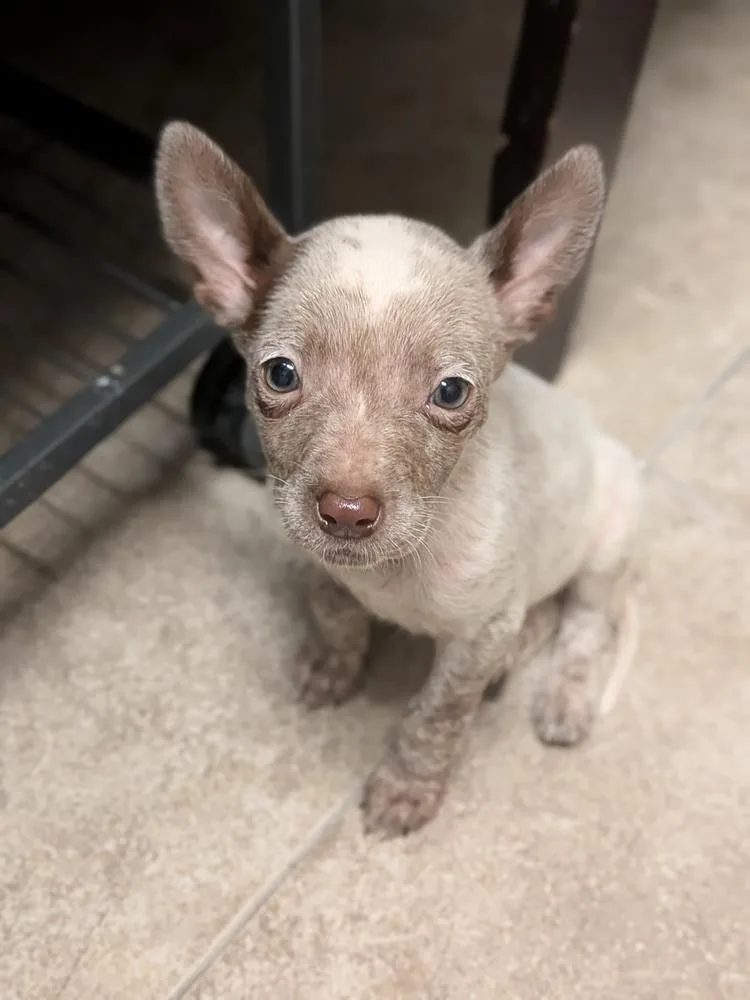 Lady Danbury thumbnail 5