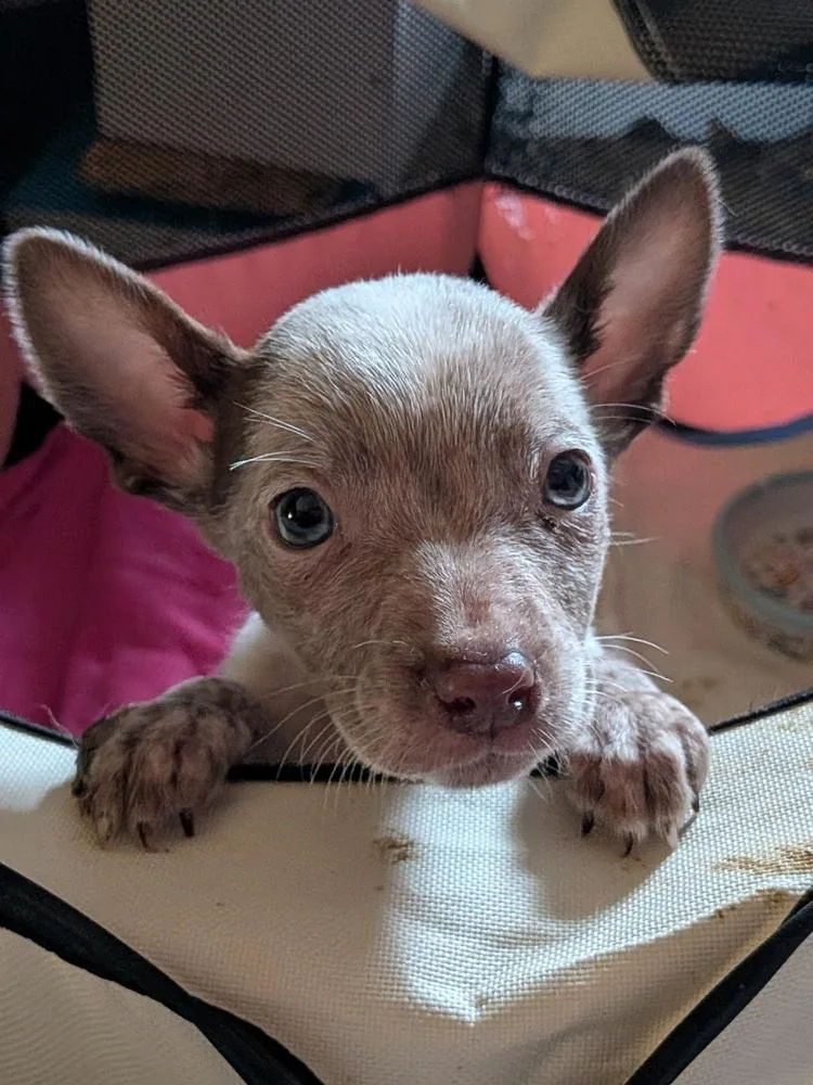 Lady Danbury thumbnail 6