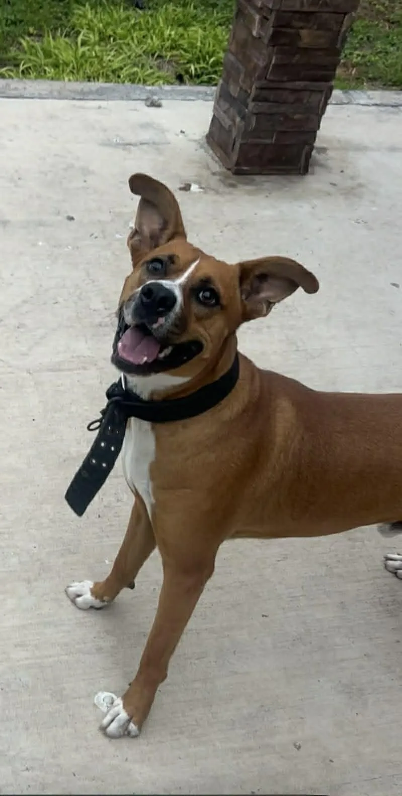 A young medium-sized male Boxer dog named Axel for adoption in Boise, ID