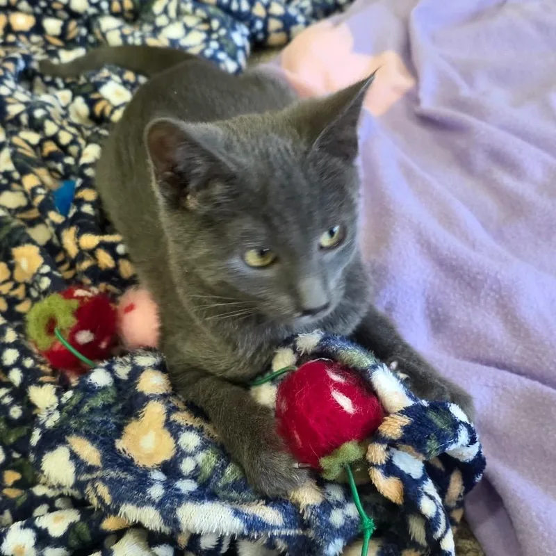 A baby small-sized female Gray / Blue / Silver Domestic Short Hair cat named Blair for adoption in Chaska, MN