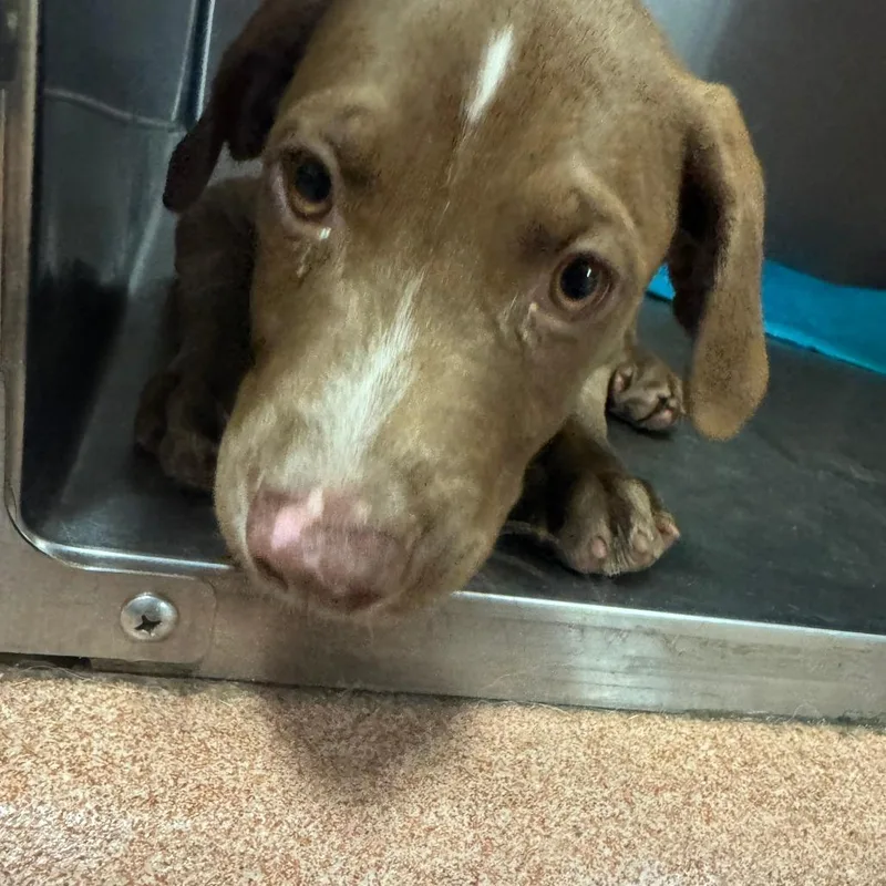 A baby small-sized male Brown / Chocolate Mixed Breed dog named Hershey for adoption in Columbus, GA