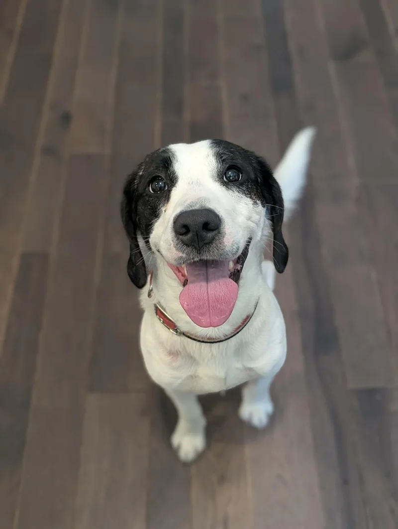 An adult medium-sized male White / Cream Beagle dog named Billy for adoption in Grand Rapids, MI