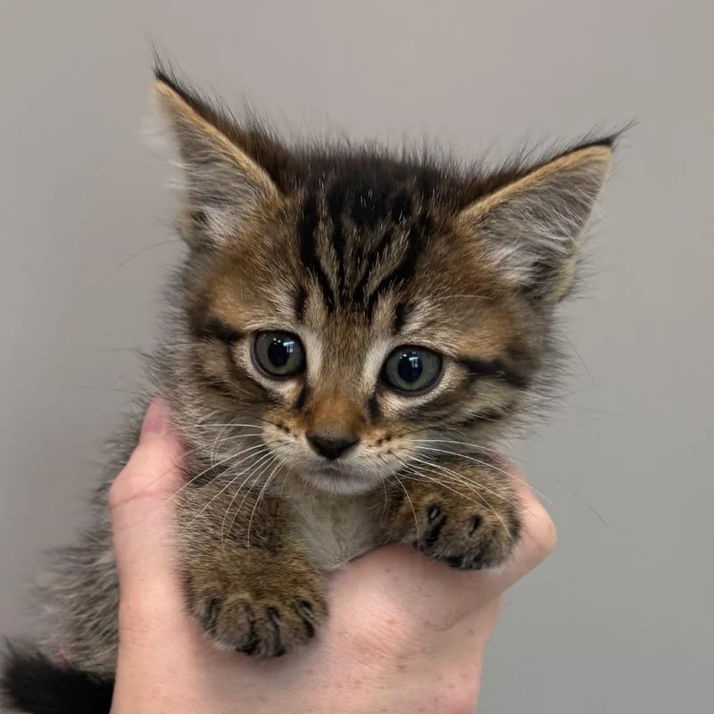 A baby small-sized male Brown / Chocolate Domestic Short Hair cat named Cash for adoption in Sand Springs, OK