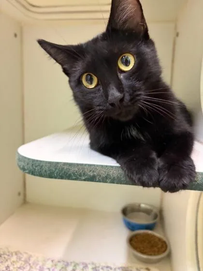 An adult small-sized female Domestic Short Hair cat named Nebula for adoption in Mansfield, TX
