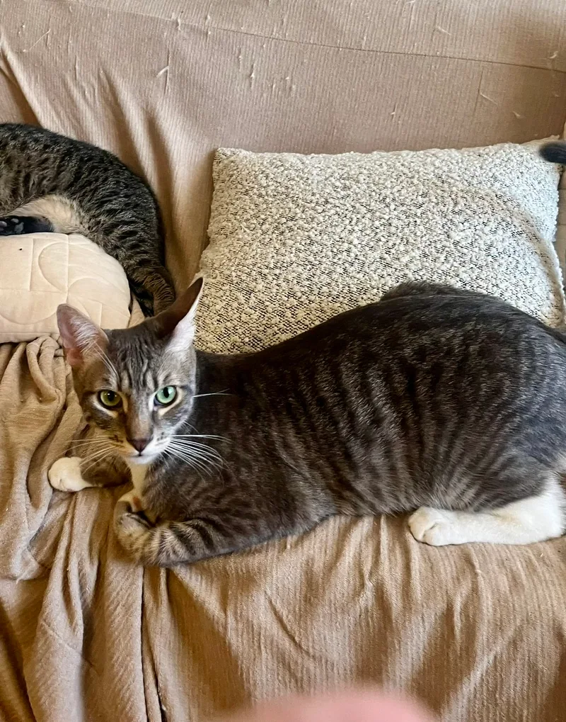 A young large-sized female Tabby (Buff / Tan / Fawn) Tabby cat named Ashton for adoption in Mission Viejo, CA