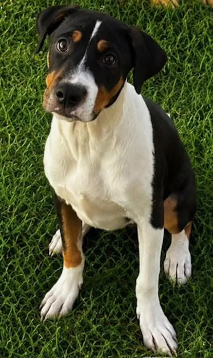 A baby medium-sized female Beagle dog named Polly Pocket for adoption in Watertown, CT