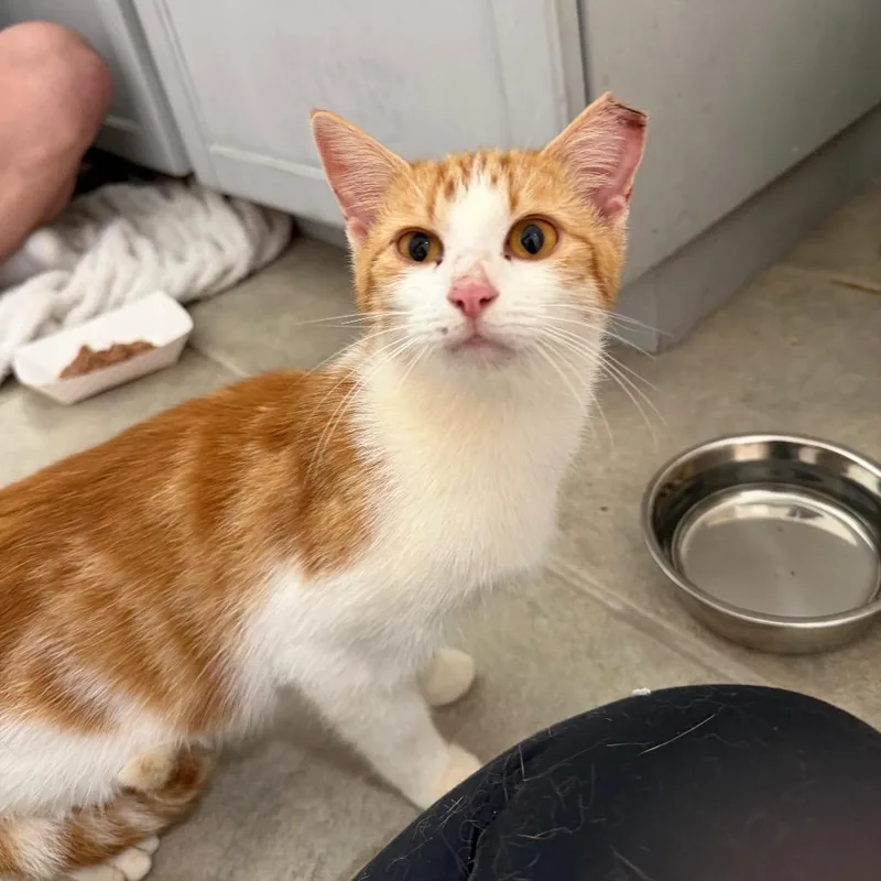 A baby medium-sized female Tabby (Orange / Red) Domestic Short Hair cat named Ally for adoption in Chattanooga, TN