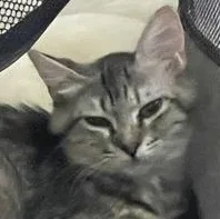 A baby small-sized female Black Domestic Medium Hair cat named Olivia for adoption in Liverpool, TX