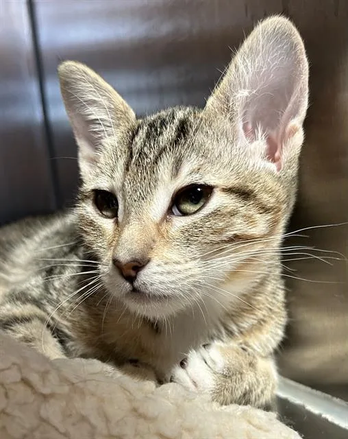 A baby small-sized female Domestic Short Hair cat named Candy Cane for adoption in Santa Cruz, CA