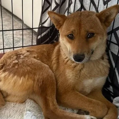 An adult medium-sized female Shiba Inu dog named Sora for adoption in Chino valley, AZ