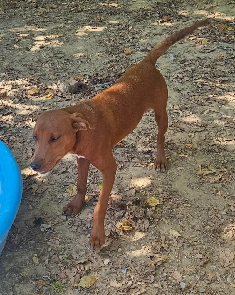 A baby medium-sized male Feist dog named Finn for adoption in Tracy City , TN