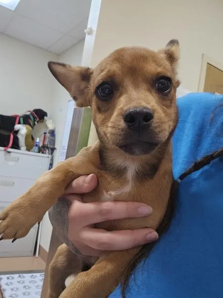 A baby small-sized male French Bulldog dog named Billy The Kid for adoption in Kennewick, WA
