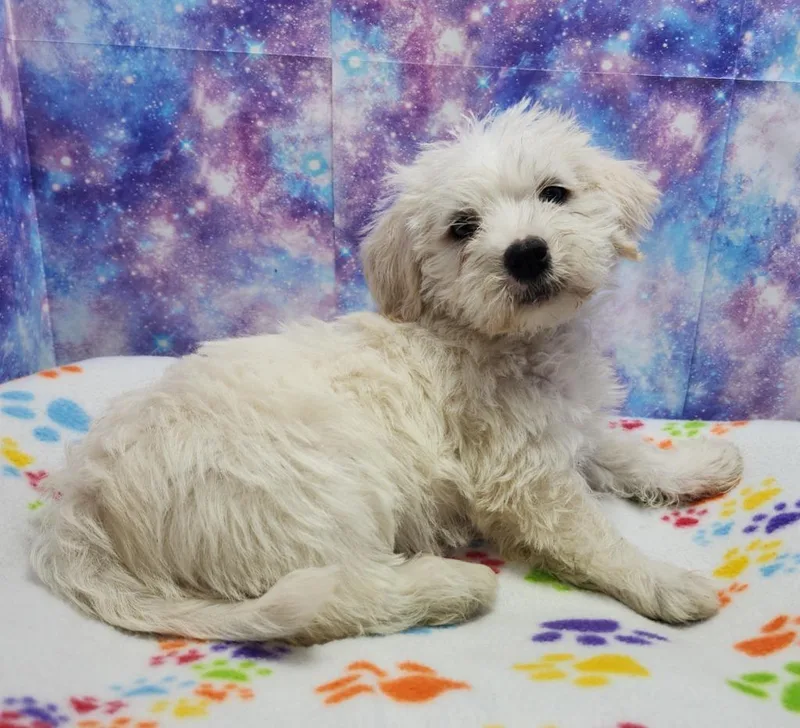 A baby medium-sized female Maltese dog named Sundae for adoption in Washington Court House, OH
