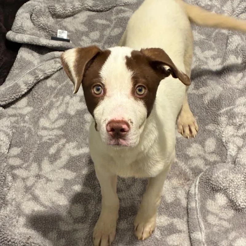 A baby small-sized male Brown / Chocolate Mixed Breed dog named Roscoe for adoption in Abilene, TX
