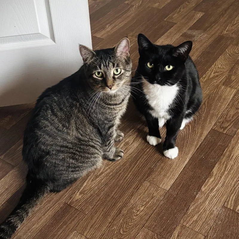 A young medium-sized male Tabby (Brown / Chocolate) Domestic Short Hair cat named Jackson & Cliff for adoption in Buffalo, NY