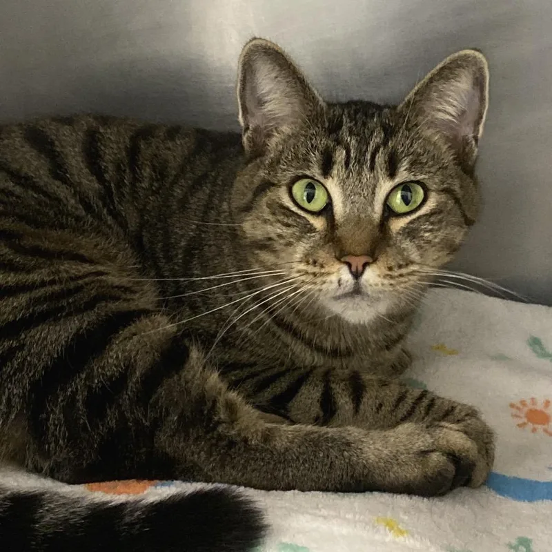 An adult medium-sized female Domestic Short Hair cat named Emerald for adoption in Mount Shasta, CA