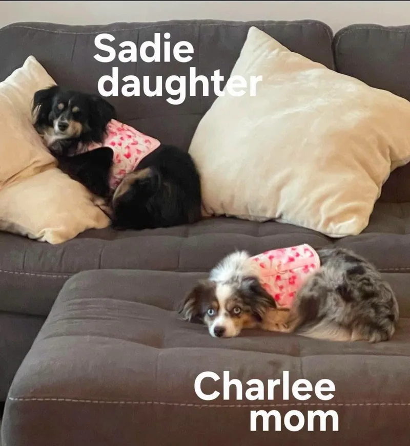 An adult small-sized female Tricolor (Brown, Black, & White) Australian Shepherd dog named Sadie & Charlie for adoption in Salisbury, NC