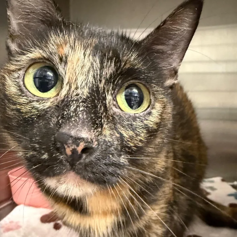 An adult small-sized female Domestic Short Hair cat named Cinnamon for adoption in Horn Lake, MS