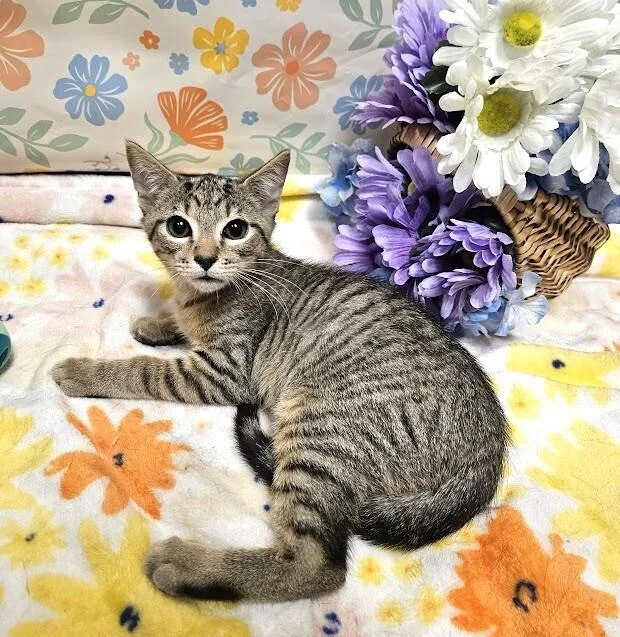A baby small-sized female Brown / Chocolate Domestic Short Hair cat named Isabella for adoption in Greensboro, NC
