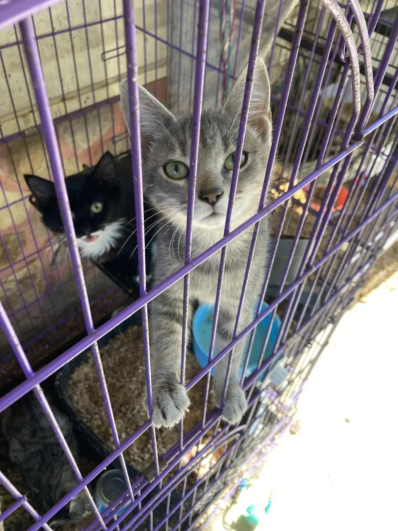 A young small-sized female Domestic Short Hair cat named Halifax for adoption in Chatham, VA