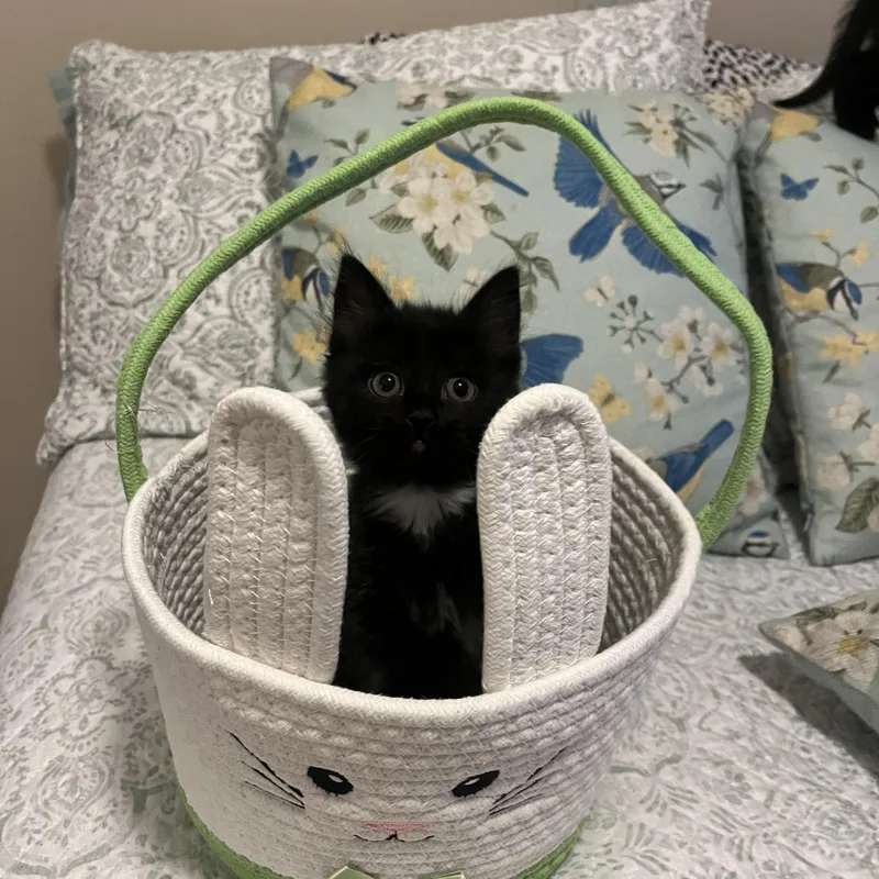 A baby medium-sized female Black & White / Tuxedo Domestic Short Hair cat named Jasmine for adoption in Mississippi State, MS