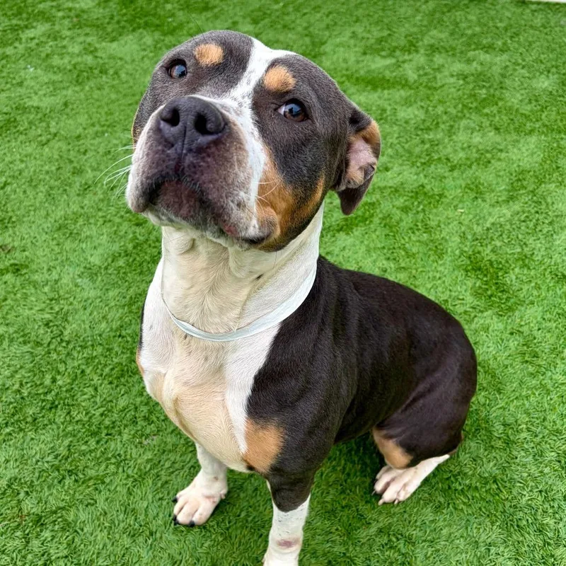 Shamrock thumbnail 2