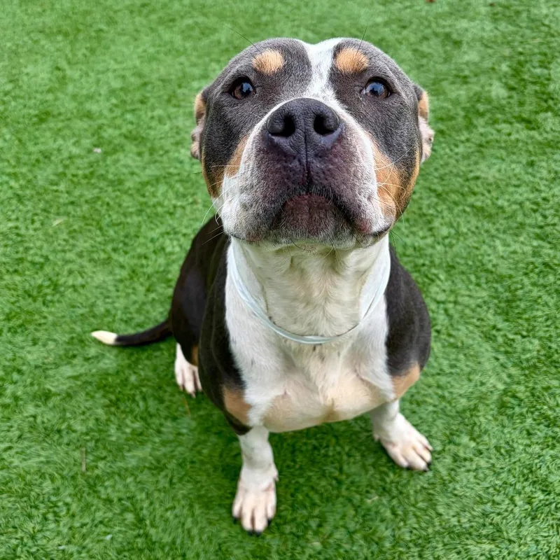 Shamrock thumbnail 4