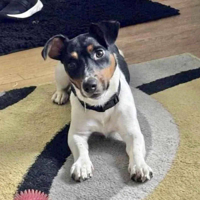 A baby medium-sized male Jack Russell Terrier dog named Jacob for adoption in Hillsborough, NJ
