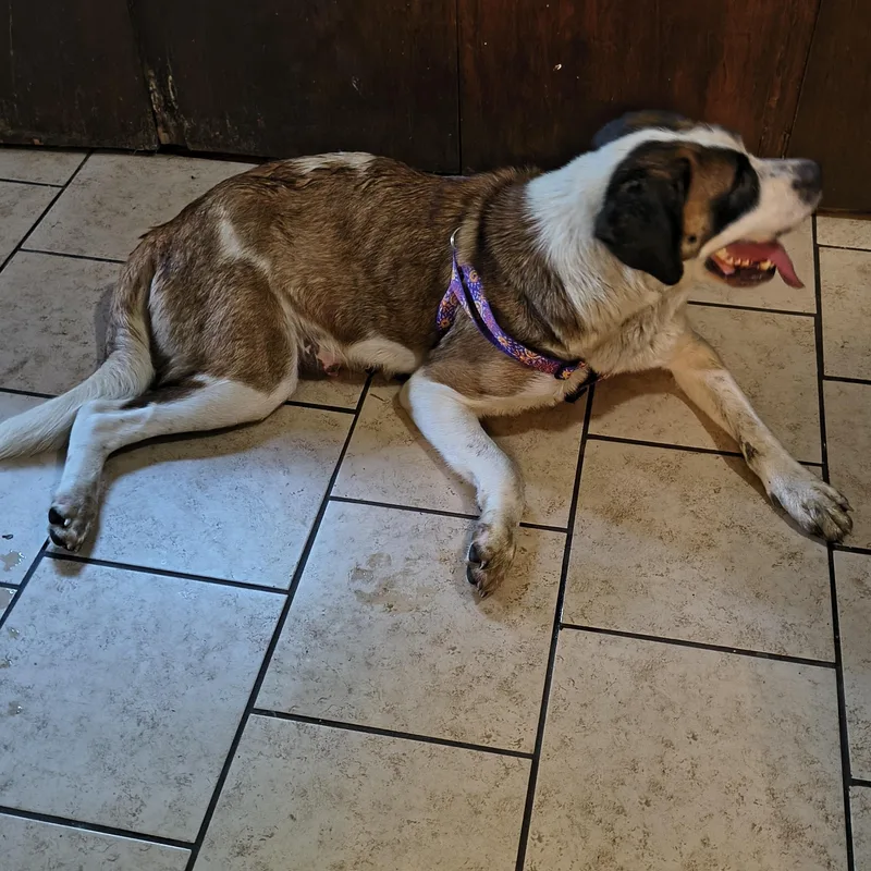 An adult large-sized female Tricolor (Brown, Black, & White) Saint Bernard dog named Athena for adoption in Okmulgee, OK