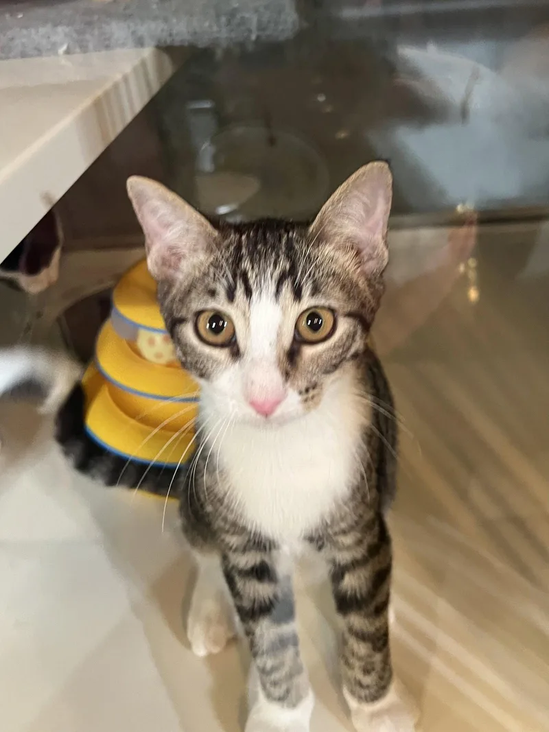 A young medium-sized male Domestic Short Hair cat named Rum for adoption in Hammond, LA