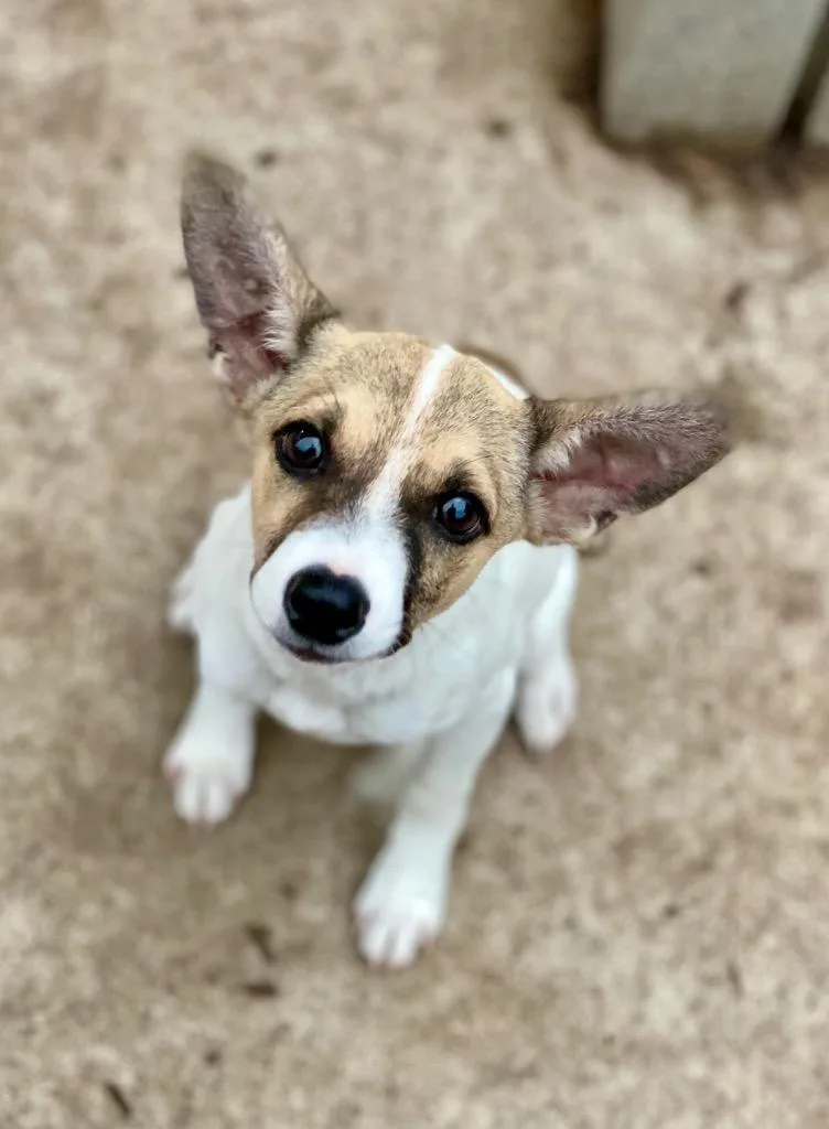 A baby small-sized male Rat Terrier dog named Pete for adoption in Urbandale, IA