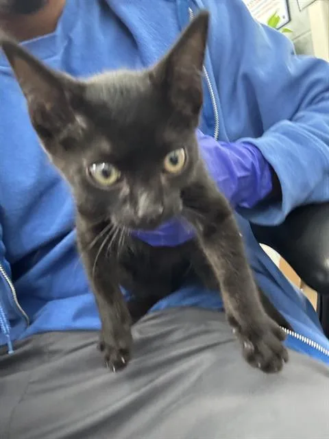 A young medium-sized male Domestic Short Hair cat named Willow for adoption in Dallas, TX