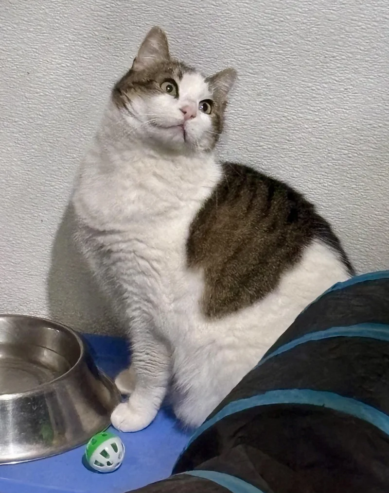 An adult medium-sized female Gray & White Domestic Short Hair cat named Gretchen for adoption in Shenandoah, IA