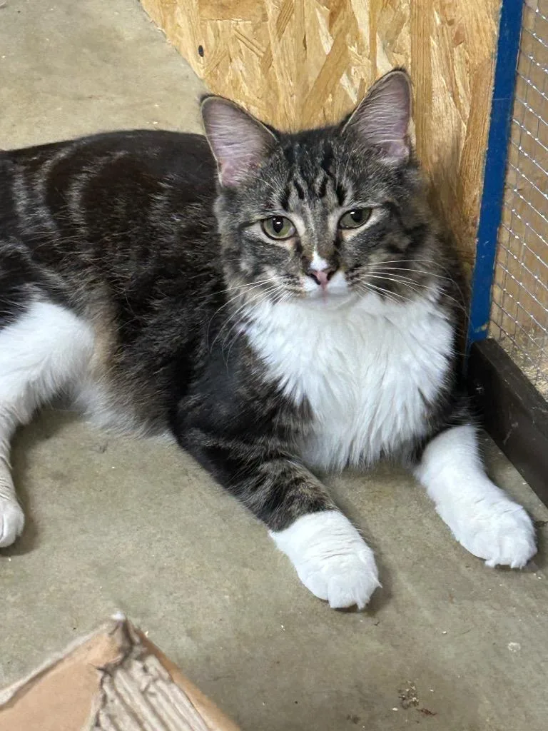 A young medium-sized male Domestic Short Hair cat named Bedlam for adoption in Portland, IN