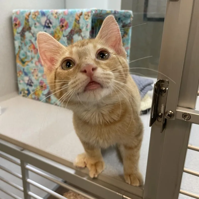 A baby small-sized male Domestic Short Hair cat named Lamb for adoption in Hailey, ID