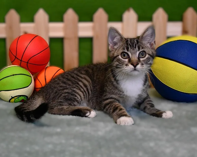 A baby small-sized male Domestic Medium Hair cat named Radley for adoption in Roanoke, TX