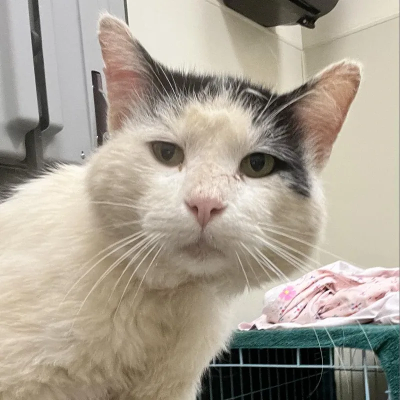 A senior large-sized male Black Domestic Short Hair cat named Mortimer for adoption in Roanoke, VA