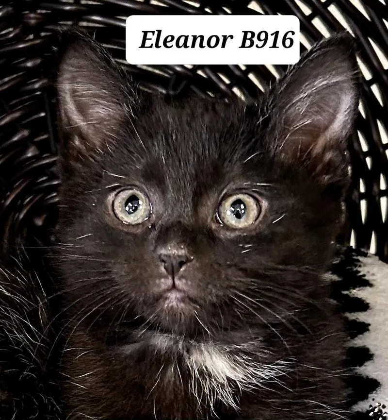 Eleanor