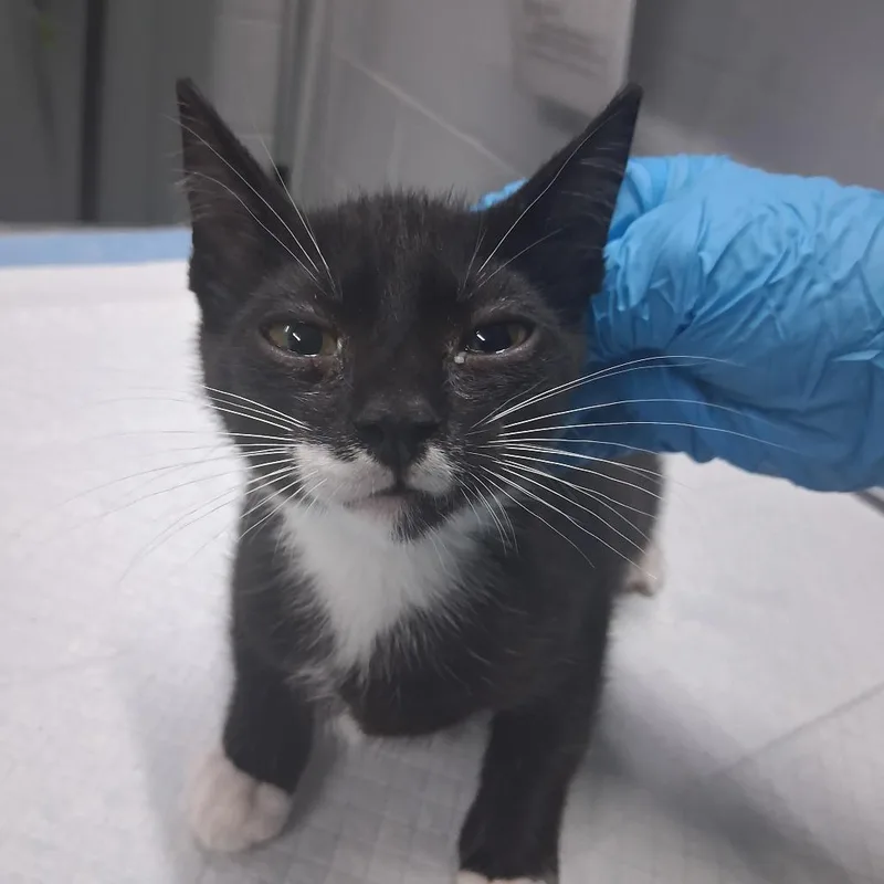 A baby small-sized male Black Domestic Short Hair cat named Coach for adoption in Summerville, SC