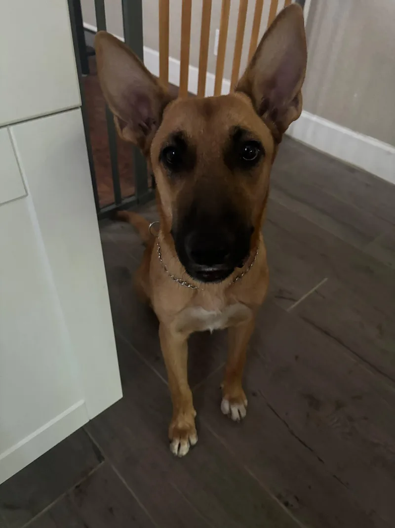 A young medium-sized female Belgian Shepherd / Malinois dog named Genny for adoption in Lockhart, TX
