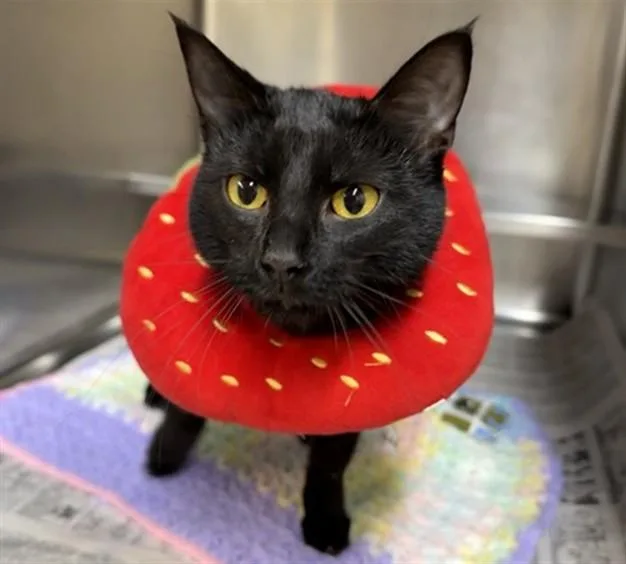 A young medium-sized female Domestic Short Hair cat named Ananas Reinette for adoption in Aurora, IL