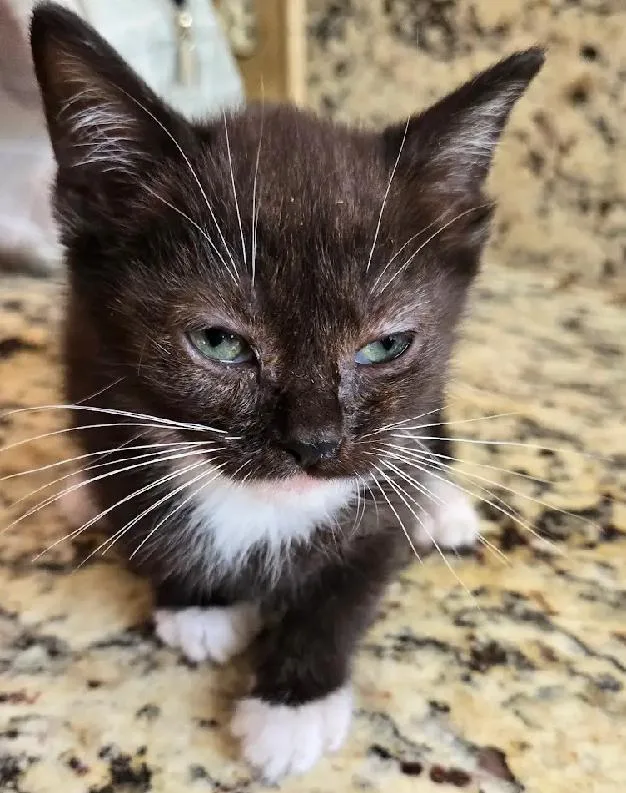 A baby small-sized male Black & White / Tuxedo Domestic Short Hair cat named Monsoon for adoption in Salisbury, NC