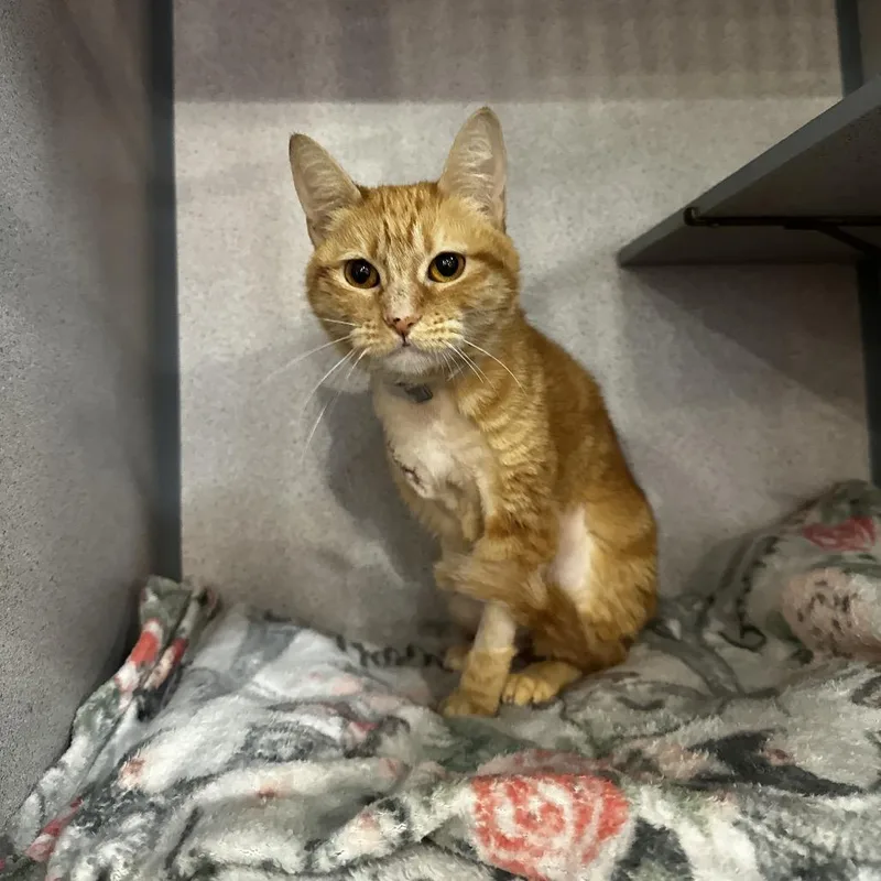 A senior medium-sized female Orange / Red Domestic Short Hair cat named Mochi for adoption in San Gabriel, CA