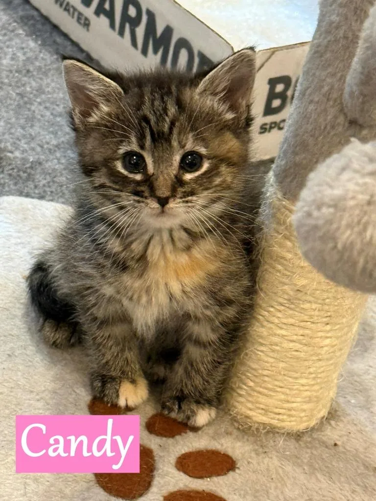 A baby medium-sized female Domestic Short Hair cat named Candy for adoption in Hoover , AL