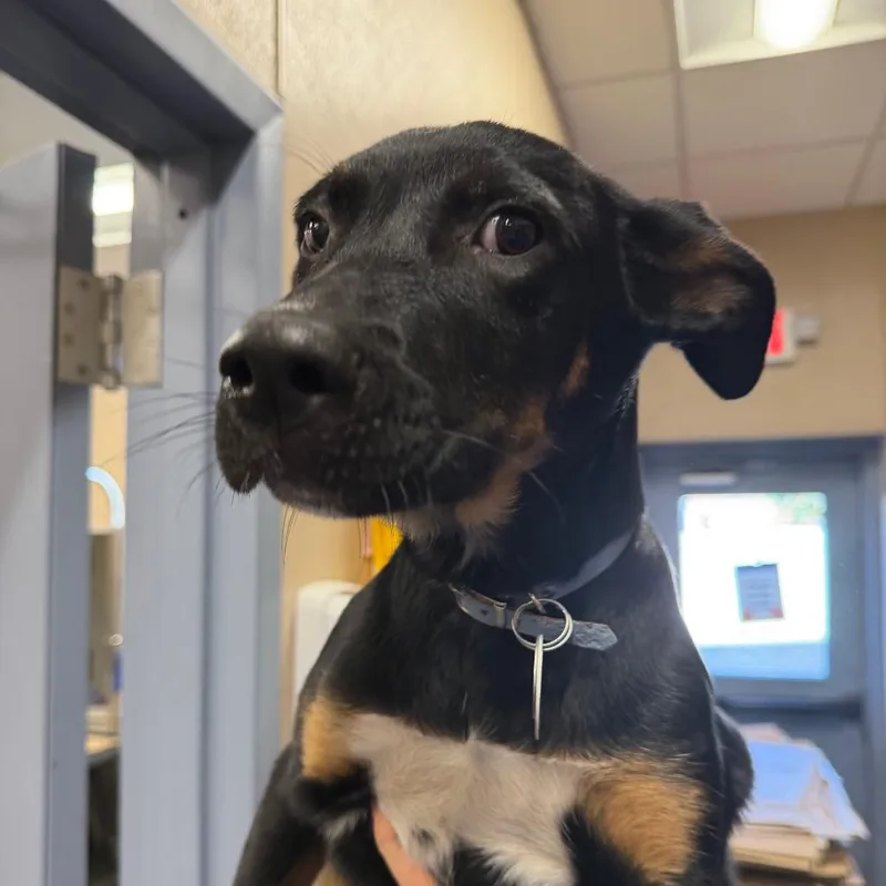 A baby small-sized male Black Mixed Breed dog named NCR Balboa for adoption in Port Washington, NY