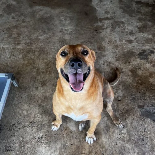 An adult large-sized female Red / Chestnut / Orange Labrador Retriever dog named Cinnamon for adoption in Sullivan City, TX