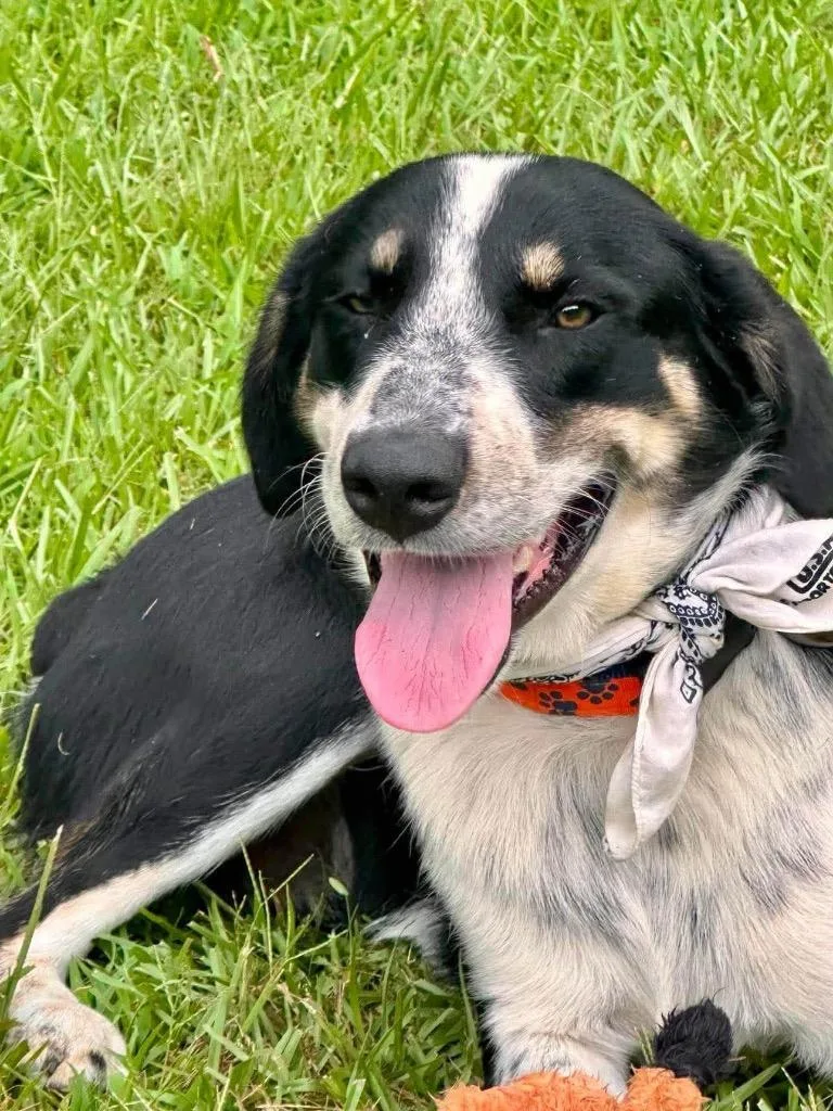 An adult large-sized male Bluetick Coonhound dog named Splash for adoption in Milwaukee, WI