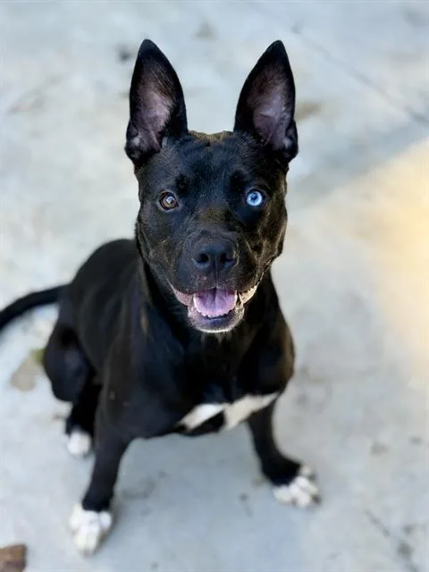 A young large-sized female Mixed Breed dog named Nova Saurus for adoption in Fort Walton Beach, FL