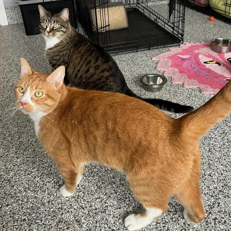 Leo And Simba